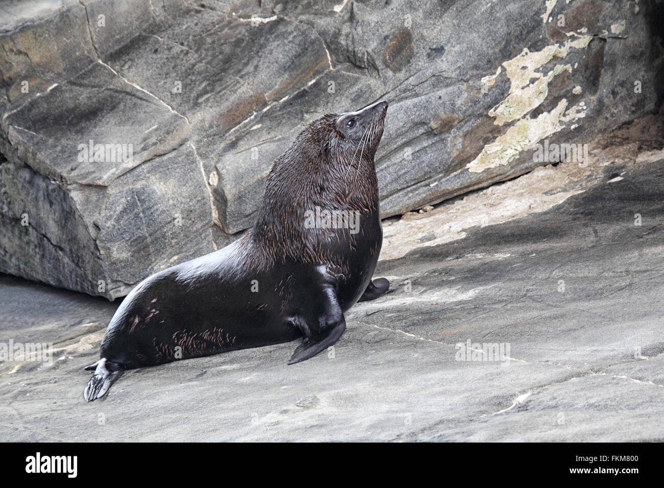 New Zealand-Seebär (Arctocephalus Forsteri) am Cape du geschafft in Flinders Chase Nationalpark auf Kangaroo Island, South A Stockfoto