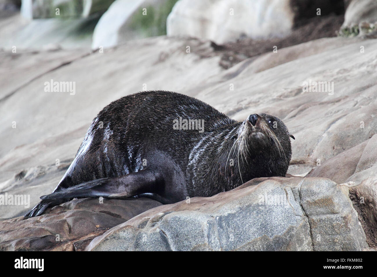 New Zealand-Seebär (Arctocephalus Forsteri) am Cape du geschafft in Flinders Chase Nationalpark auf Kangaroo Island, South A Stockfoto