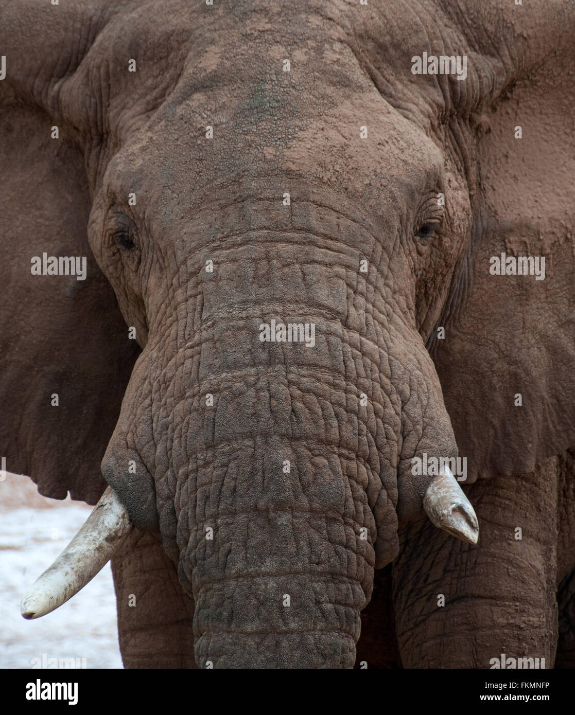 Afrikanischer Elefant (Loxodonta Africana) mit gebrochen Tusk, Samburu National Reserve, Kenia, Ostafrika Stockfoto