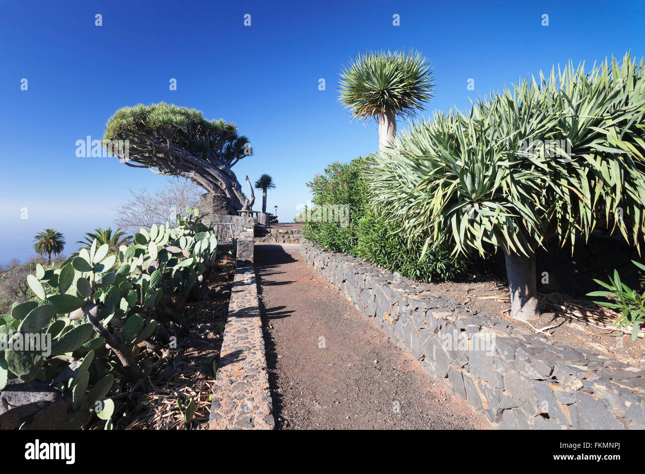 Kanarischen Drachenbaum (Dracaena Draco), Punta Gorda, La Palma, Kanarische Inseln, Spanien Stockfoto