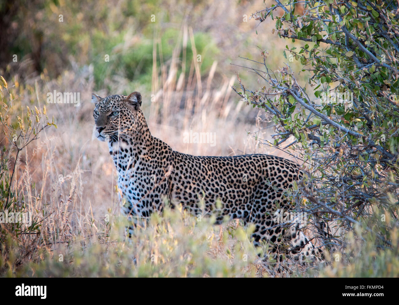 Leopard (Panthera Pardus), Samburu National Reserve, Kenia, Ostafrika Stockfoto
