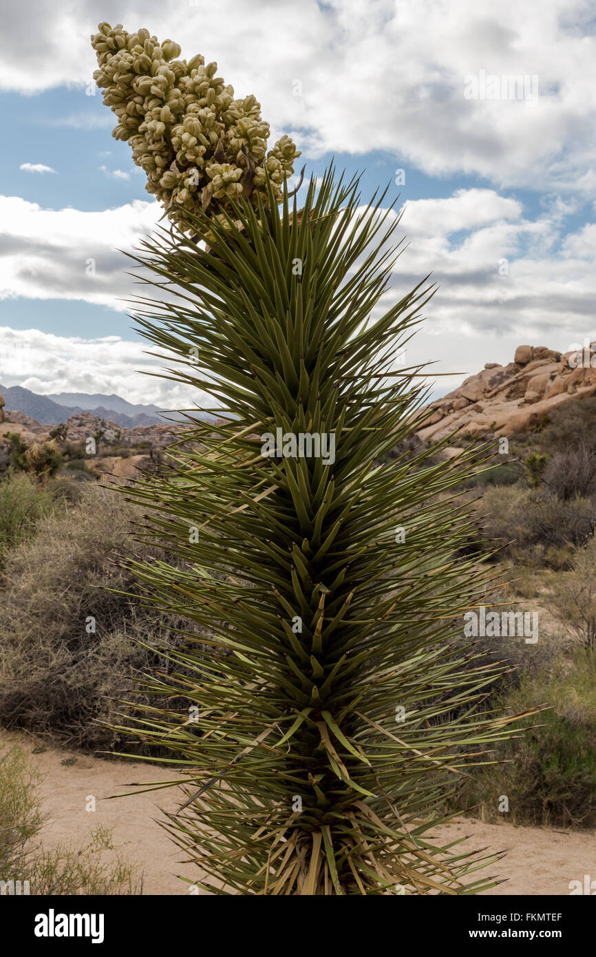 Mojave Yucca mit Wüstenlandschaft Stockfoto