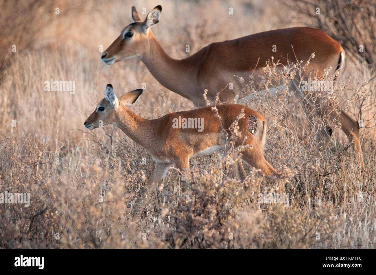 Mutter & Kalb Impala (Aepyceros Melampus), Kalb hat Verletzungen an seiner hinteren Flanke, Samburu National Reserve, Kenia, Ostafrika Stockfoto
