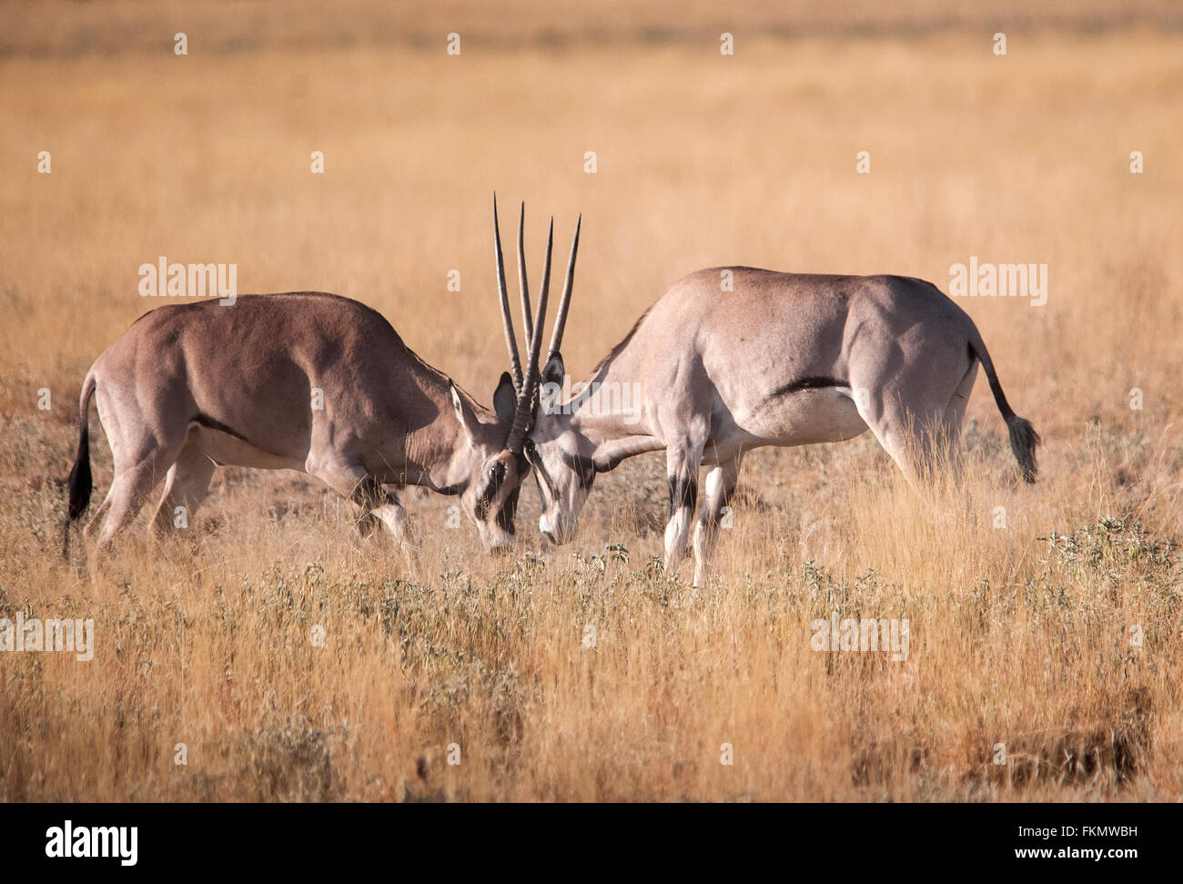 Kampf gegen männliche Beisa Oryx (Oryx Gazella Beisa), Samburu National Reserve, Kenia, Ostafrika Stockfoto