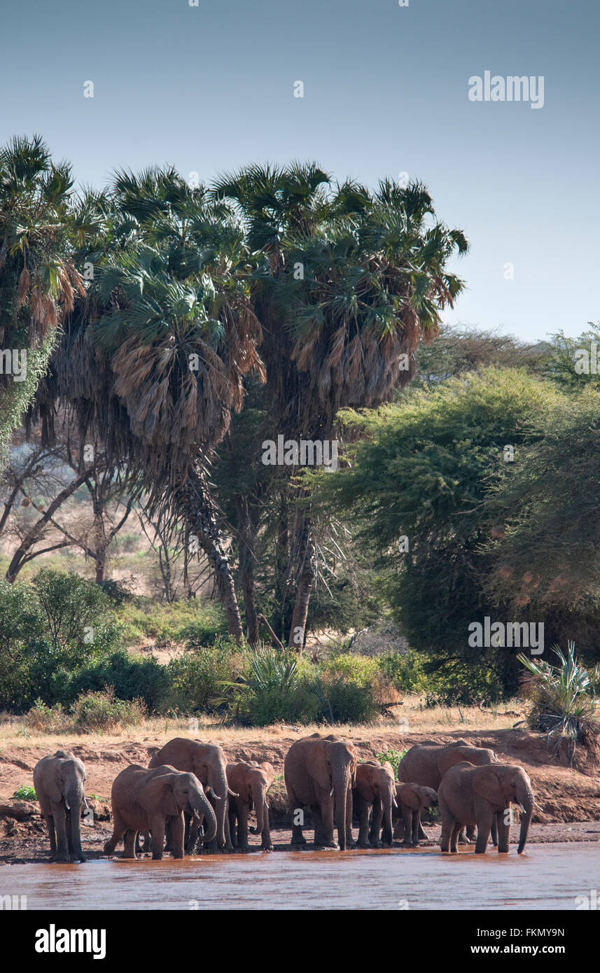 Herde von afrikanischen Elefanten (Loxodonta Africana) überqueren den Uaso Nyiro River, Samburu National Reserve, Kenia, Ostafrika Stockfoto