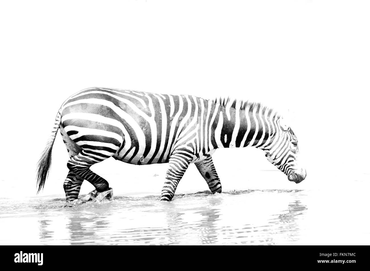 Hohe Schlüssel Bild des gemeinsamen Zebra (Equus Quagga) überquert einen Fluss, Lake-Nakuru-Nationalpark, Kenia, Ostafrika Stockfoto