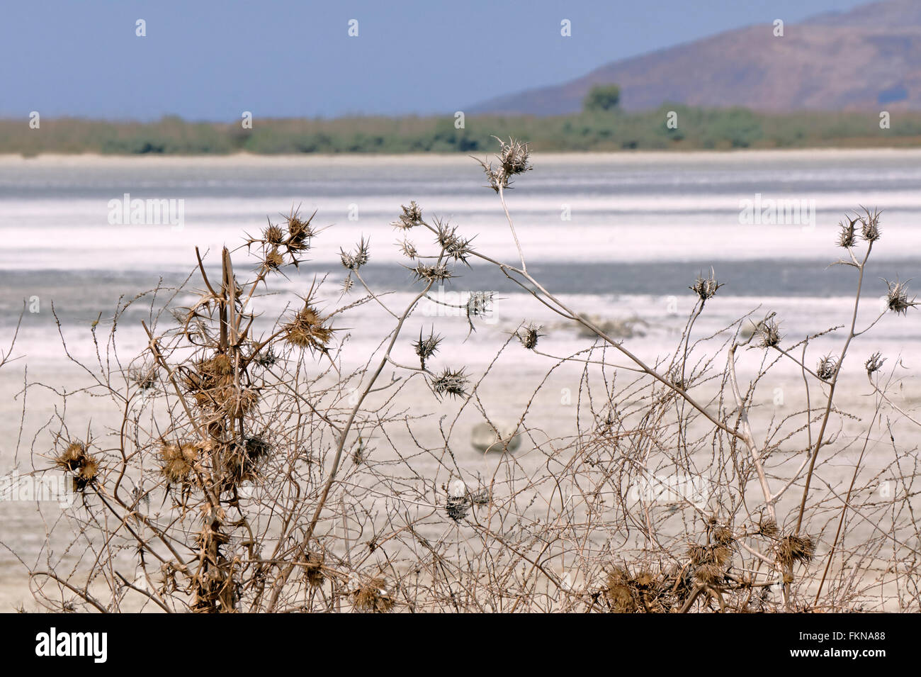 Disteln am Rande der salt See-Alikes auf der Insel Kos in Griechenland Stockfoto