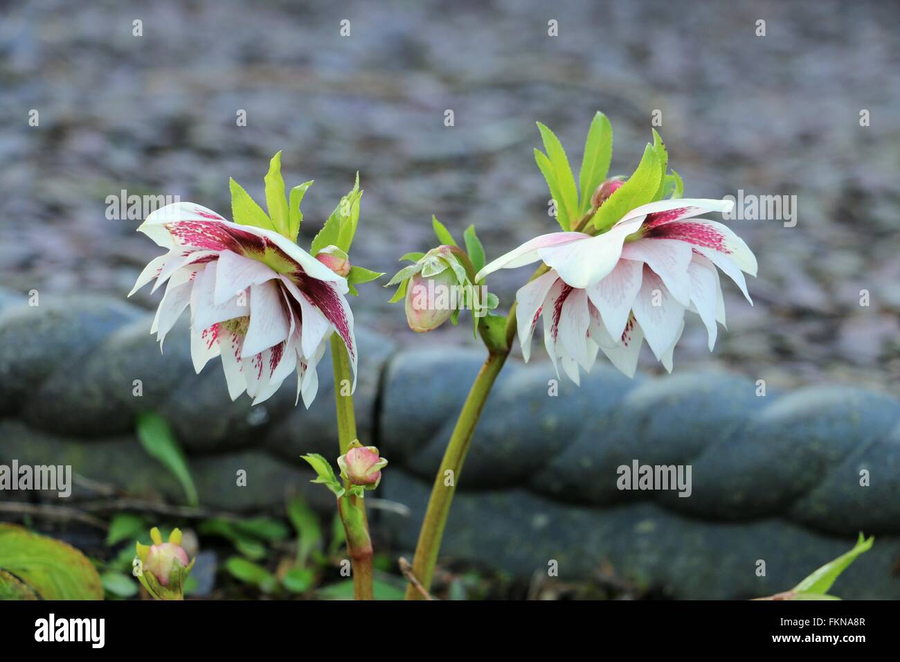 Zwei rosa und weiße gefüllte Blüte Nieswurz Blüten, Fastenzeit Rose "Aschenputtel" Helleborus orientalis Stockfoto