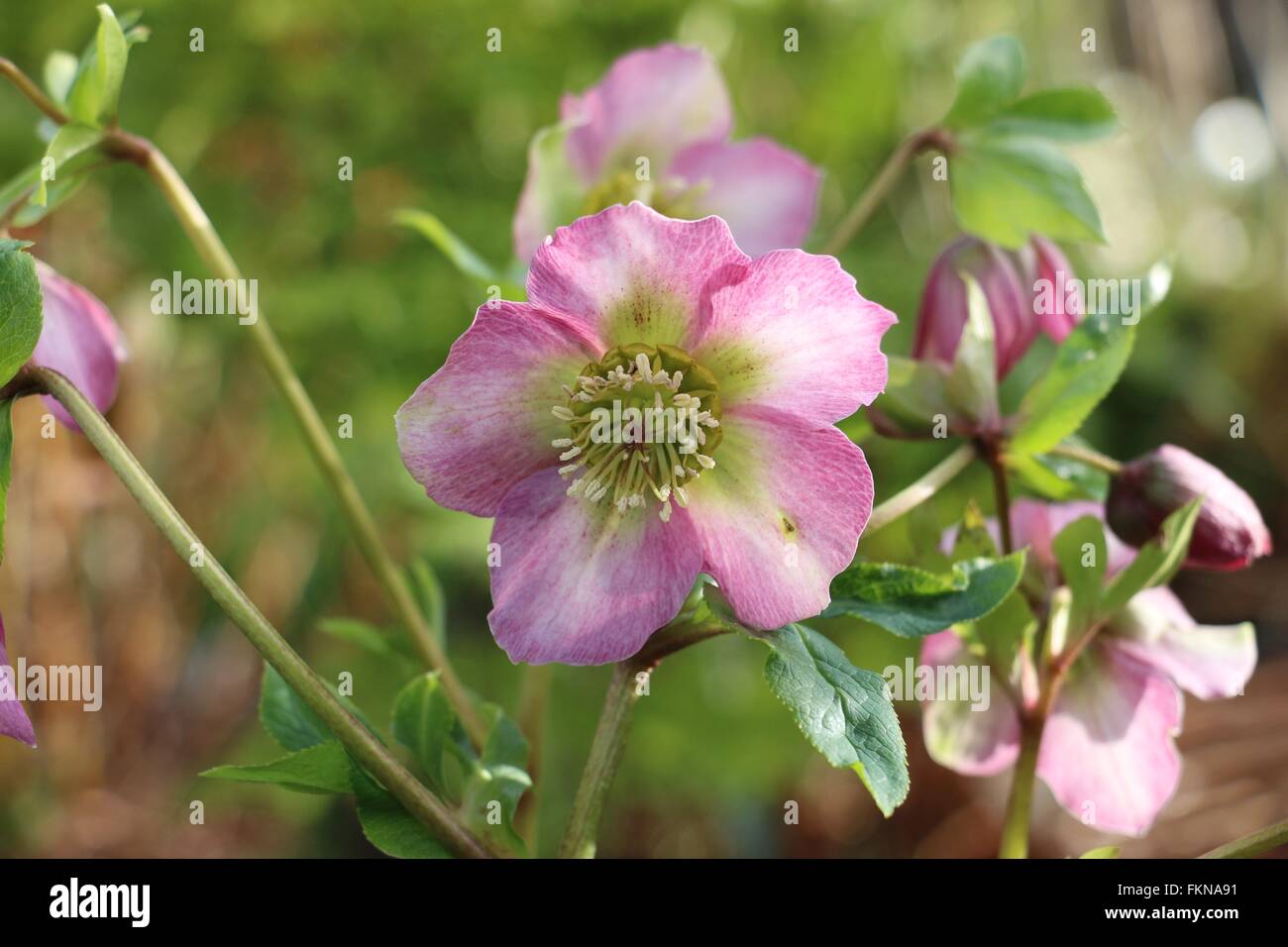 Rosa Nieswurz Blumen, Fastenzeit Rose, Helleborous Orientalis, in einem englischen Garten im Frühjahr Stockfoto