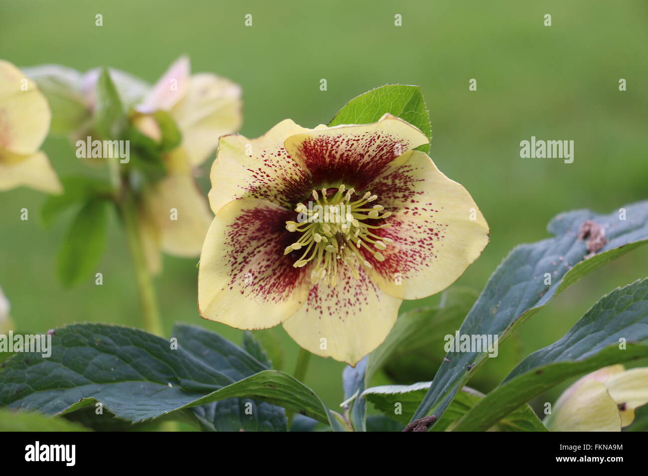 Gelb, rot gesprenkelt Nieswurz Blüte, Fastenzeit Rose, Helleborous Hybridus Harvington Stockfoto