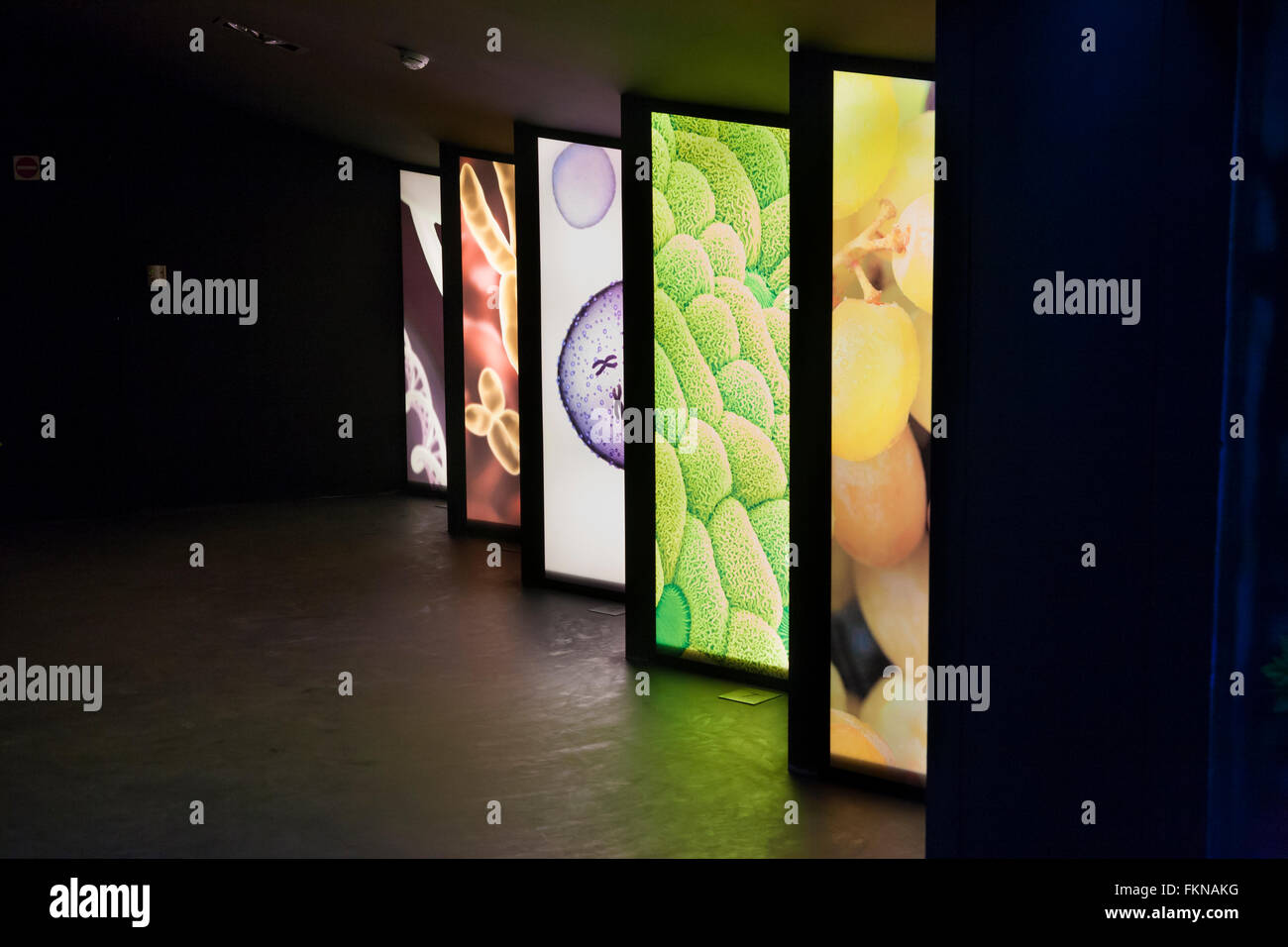 WIMU Weinmuseum Falletti Burg, Barolo, Langhe, Piemont, Italien Stockfoto