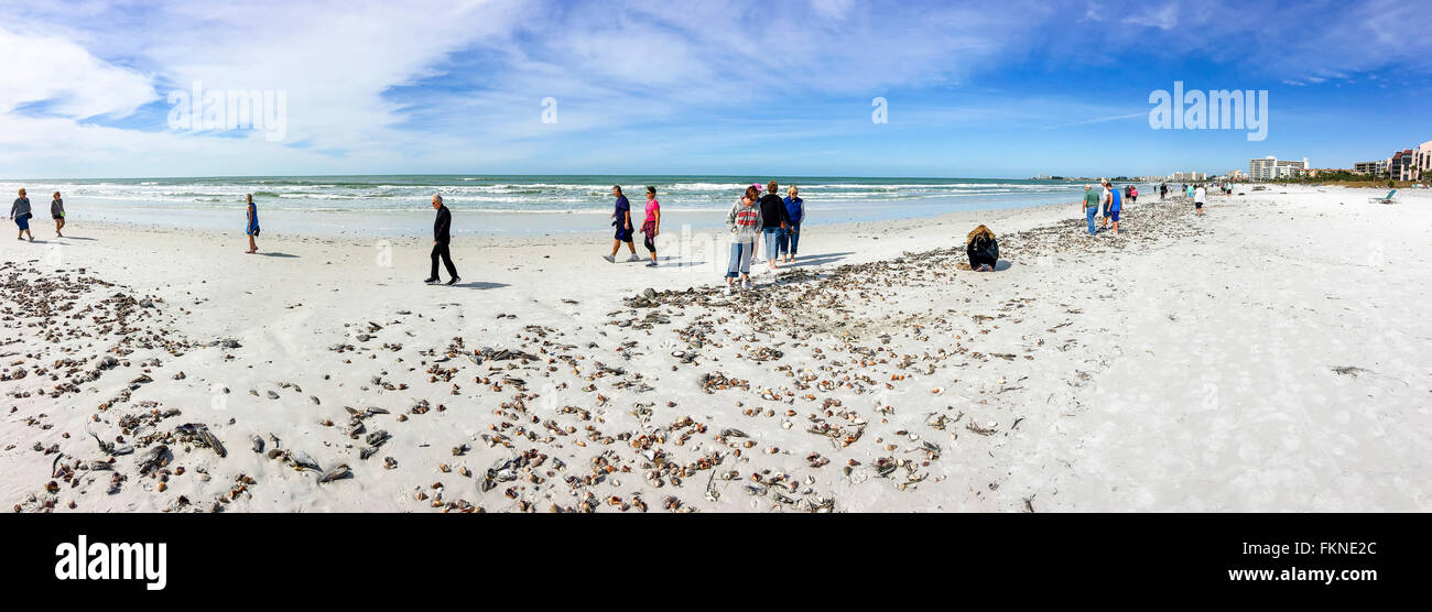 Muscheln auf der Siesta Key Beach an der Westküste von Florida, berühmt für  unberührte weiße Sandstrände und sonnige Wetter das ganze Jahr über  Stockfotografie - Alamy