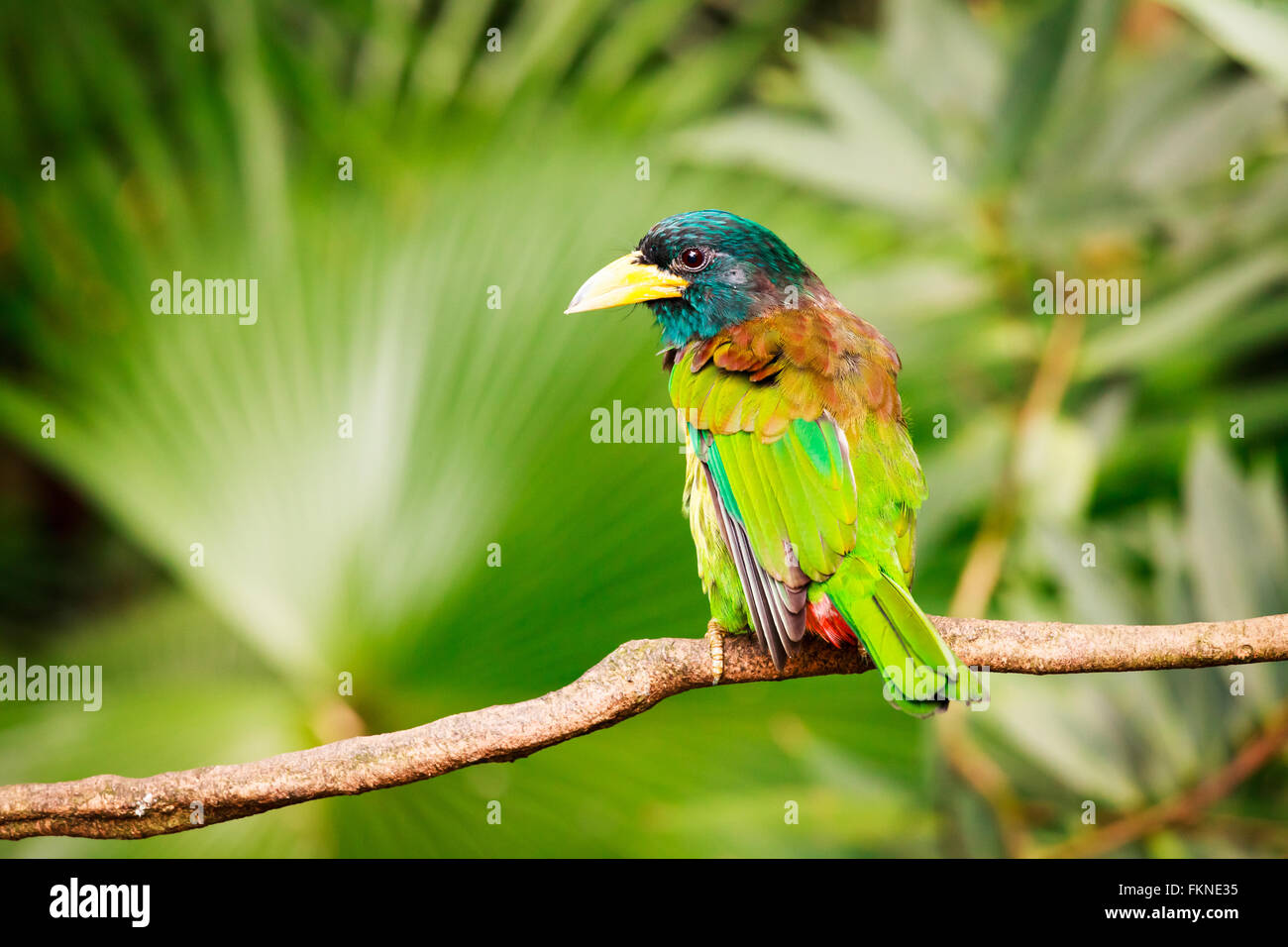 Exotisch bunten Vogel auf einem Ast Stockfoto