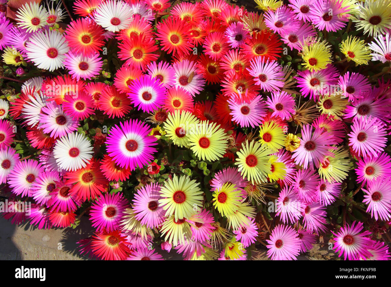 Schöne Blumen im Hintergrund rosa, Zitrone, Orange, weiß und rot Mesembryanthemum oder Livingstone Gänseblümchen Pflanzen in voller Blüte. Stockfoto