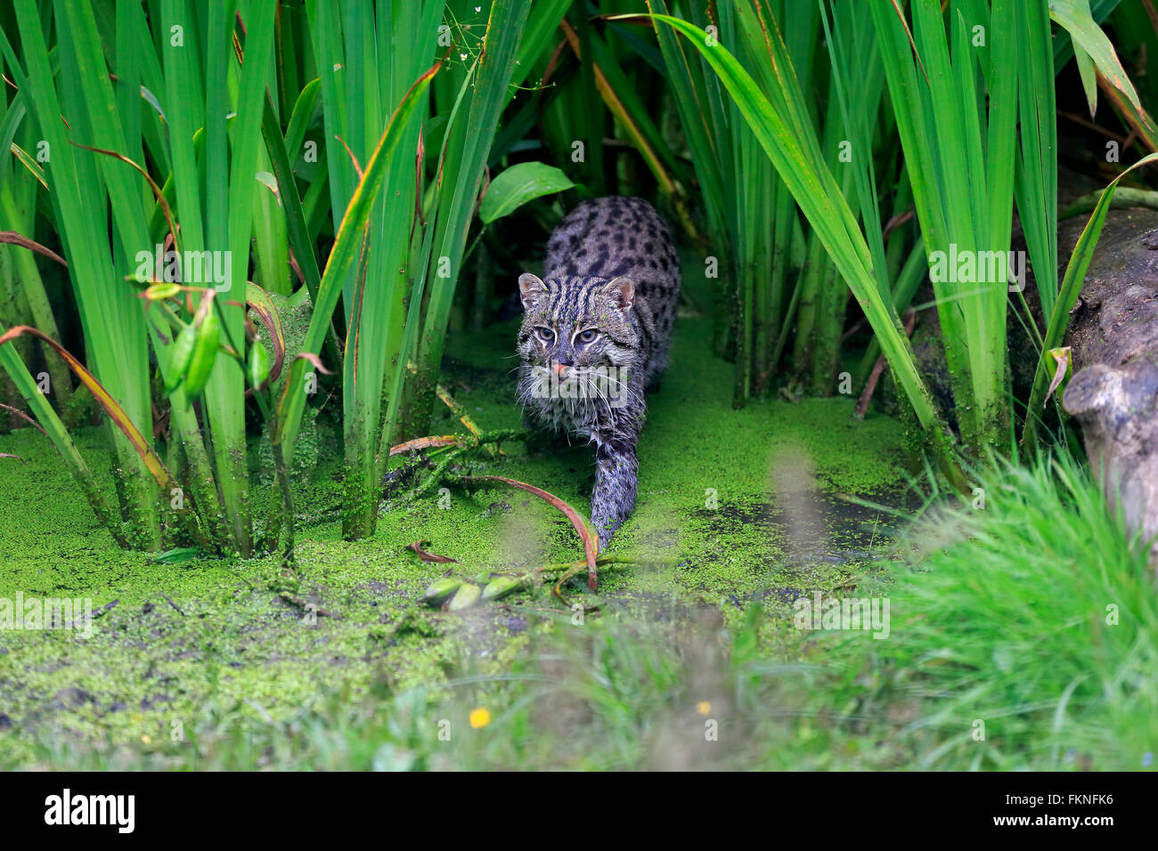 Fischen-Katze, Erwachsenen Jagd, Asien / (Prionailurus Viverrinus) Stockfoto
