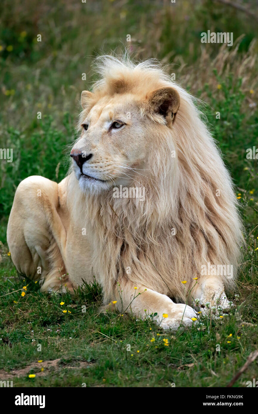 Löwe, weiße Form, Männchen, Afrika / (Panthera Leo) Stockfoto