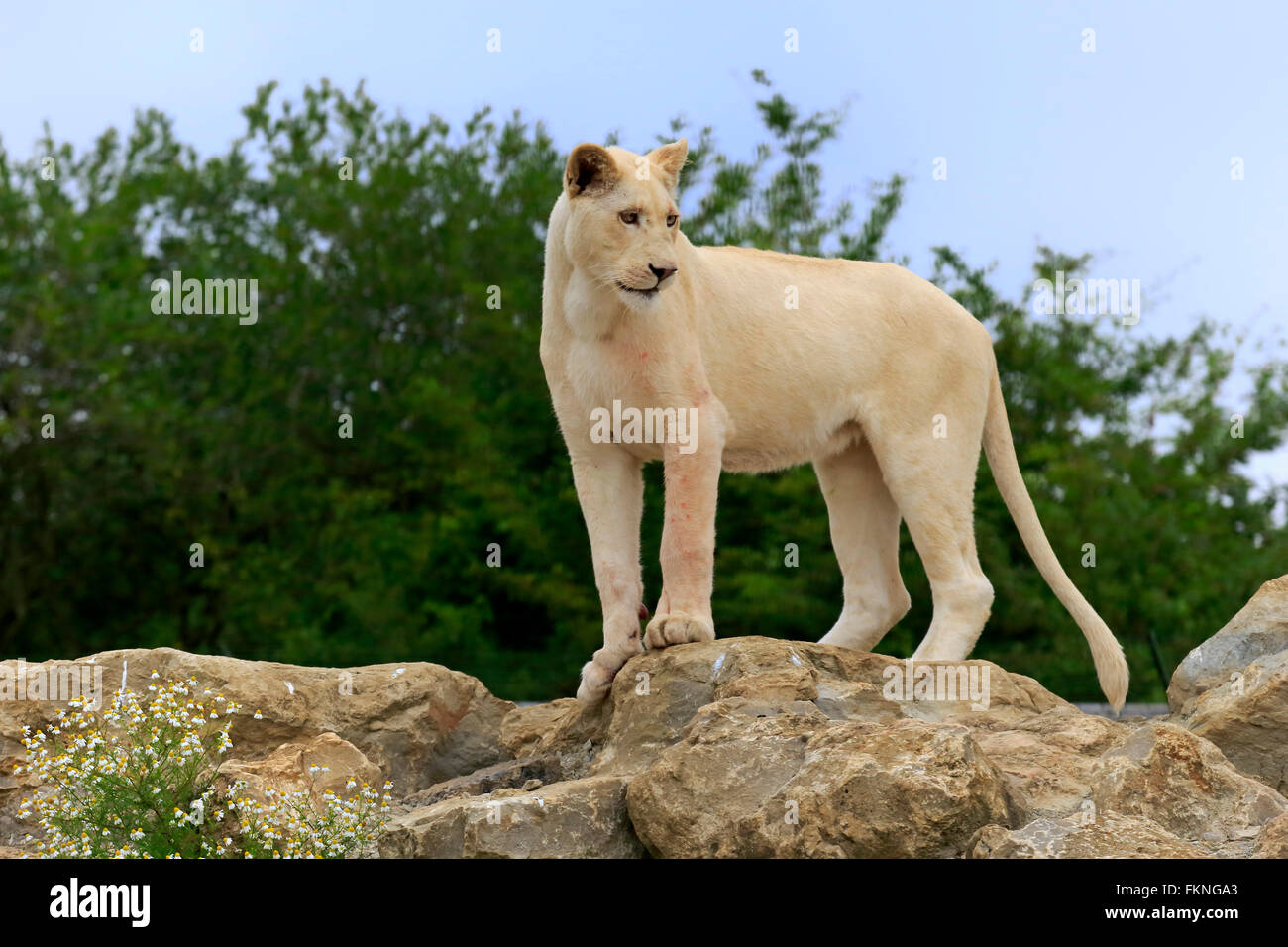 Löwe, weiße Form, Löwin, Afrika / (Panthera Leo) Stockfoto