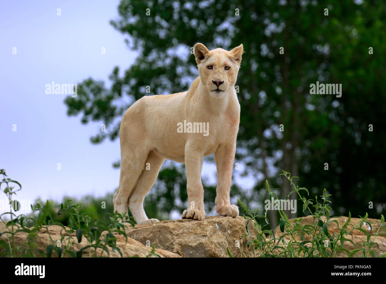 Löwe, weiße Form, Löwin, Afrika / (Panthera Leo) Stockfoto