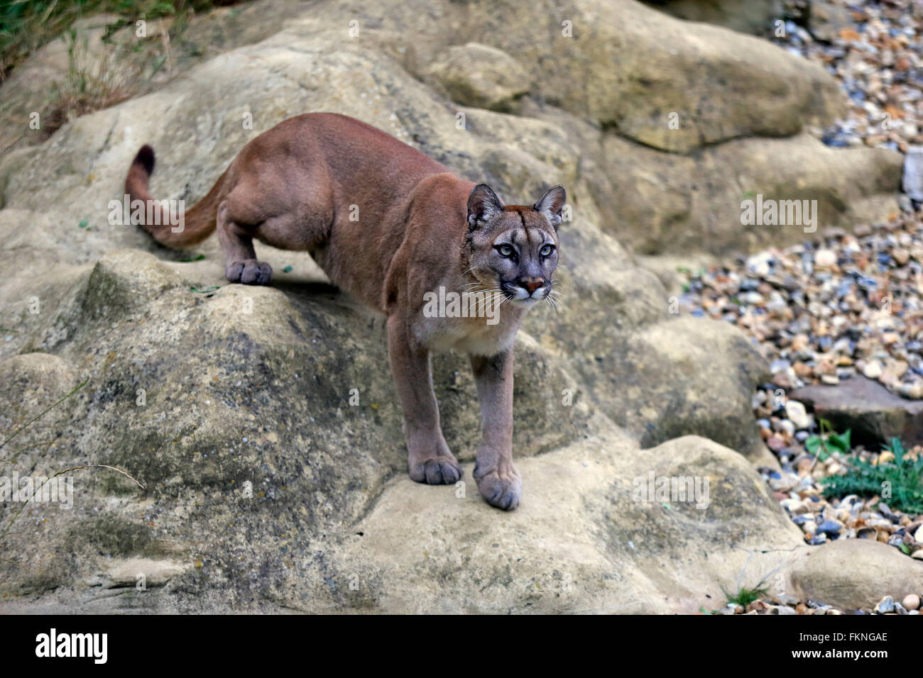 Berglöwen, Amerika / (Felis Concolor) Stockfoto