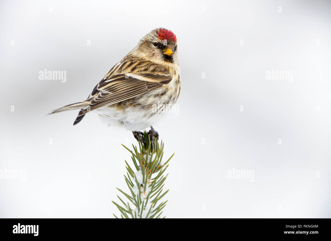 Gemeinsame Redpoll (Zuchtjahr Flammea), Montana Stockfoto