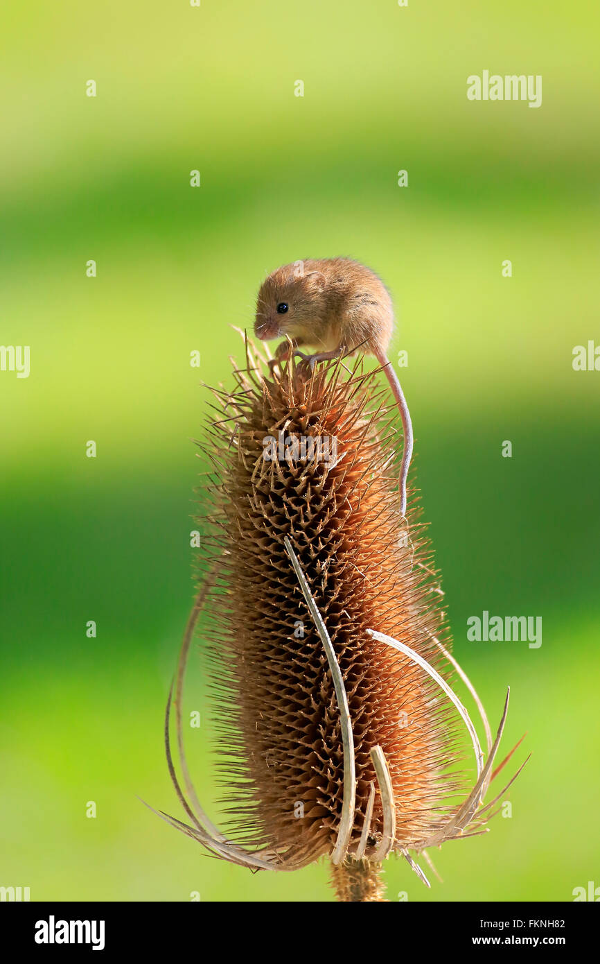 Zwergmaus, Erwachsene auf Karde Saatgut Kopf, Surrey, England, Europa / (Micromys Minutus) Stockfoto