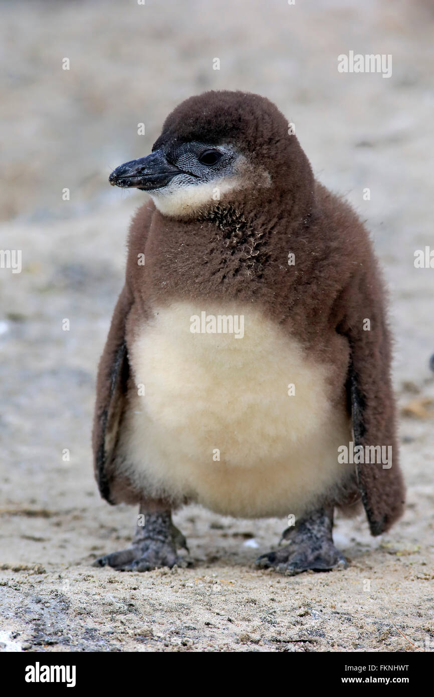 Jackass Penguin, afrikanische Pinguin, jung, Boulders Beach, Simonstown, Western Cape, Südafrika, Afrika / (Spheniscus Demersus) Stockfoto