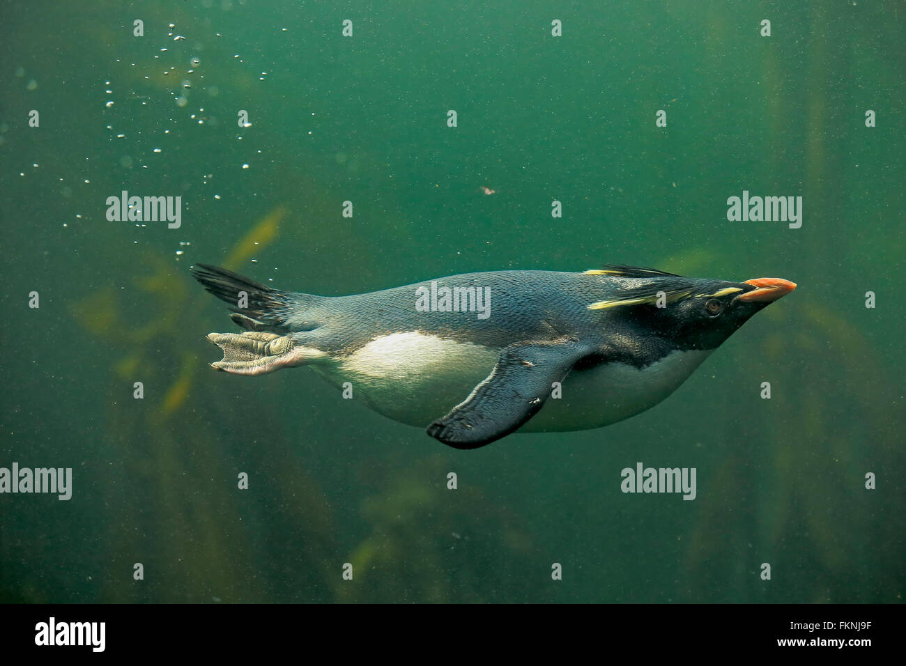 Rockhopper Penguin, Südafrika, Afrika / (Eudyptes Chrysocome) Stockfoto