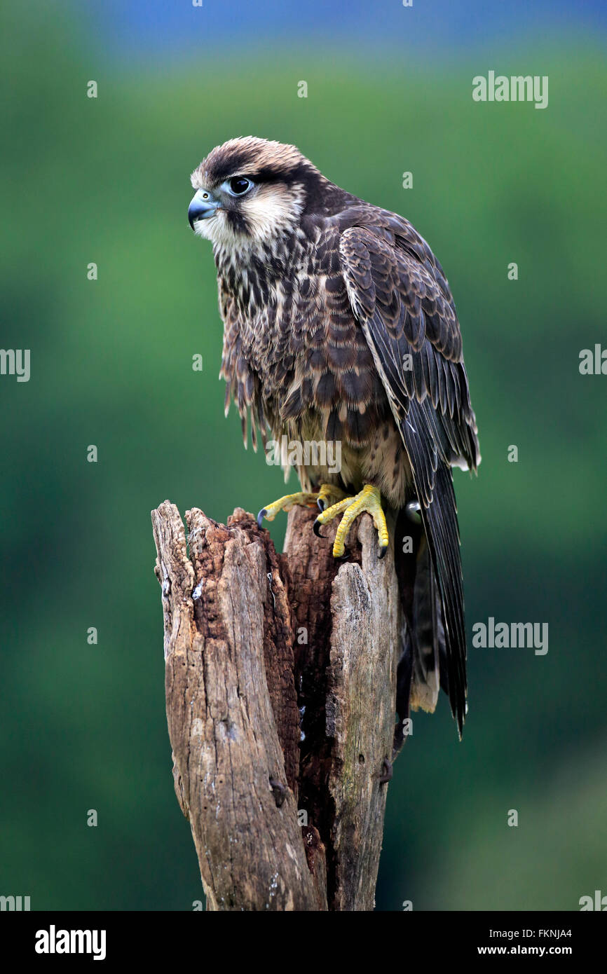 Lanner Falcon, Afrika / (Falco Biarmicus) Stockfoto