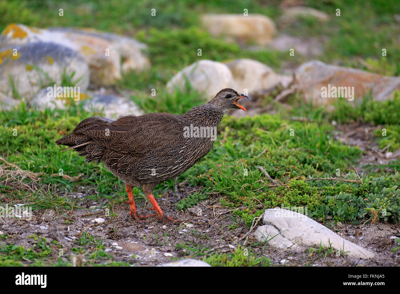 Cape Francolin, Table Mountain Nationalpark, Kap der guten Hoffnung, Western Cape, Südafrika, Afrika / (Francolinus Capensis) Stockfoto