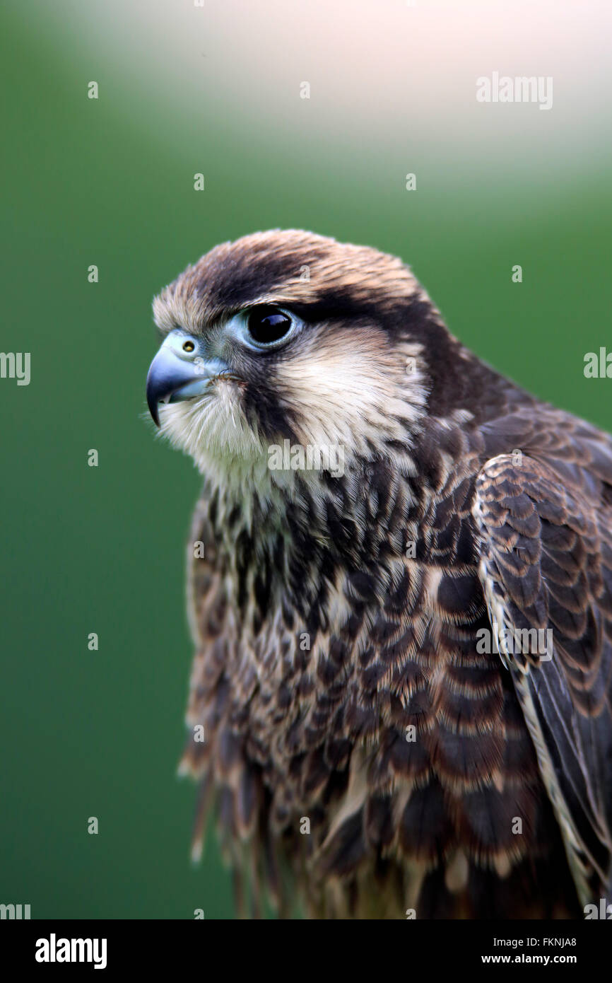 Lanner Falcon, Afrika / (Falco Biarmicus) Stockfoto