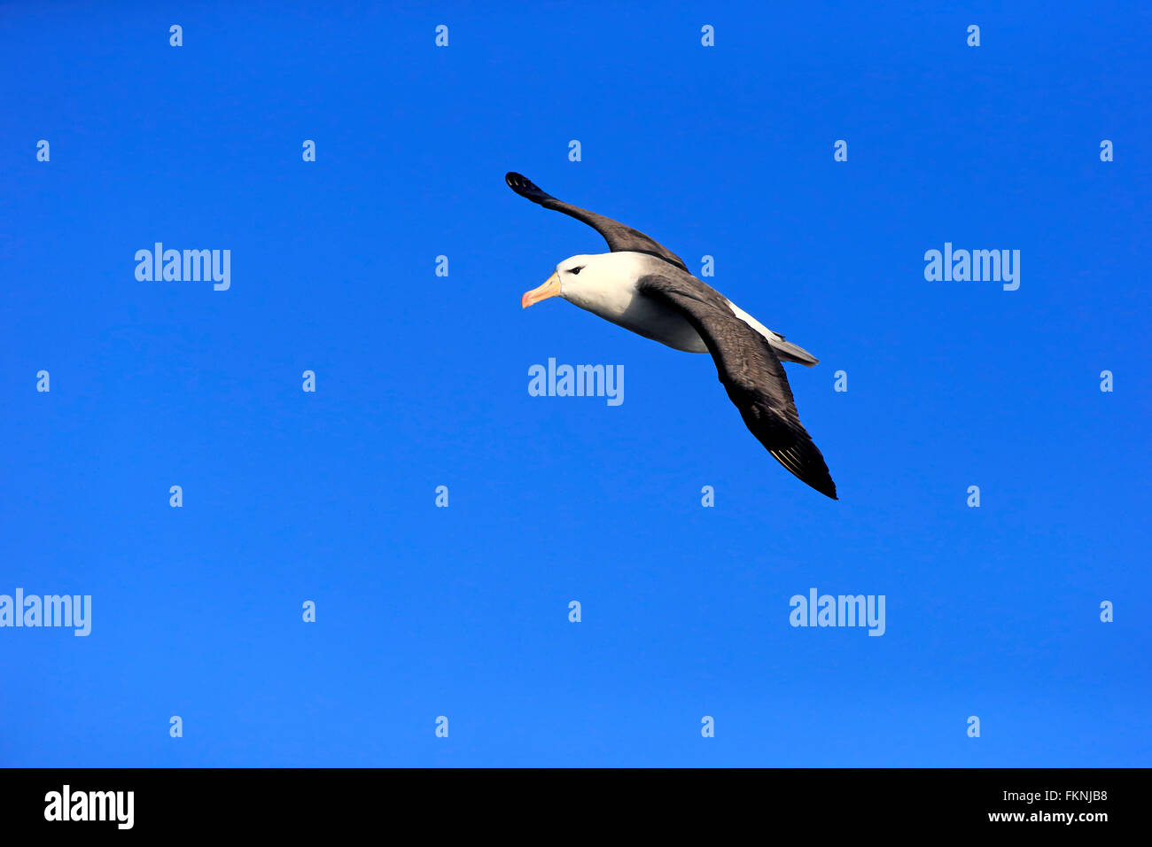 Black-Browed Albatross, Kap der guten Hoffnung, Südafrika, Afrika / (Thalassarche Melanophrys) Stockfoto