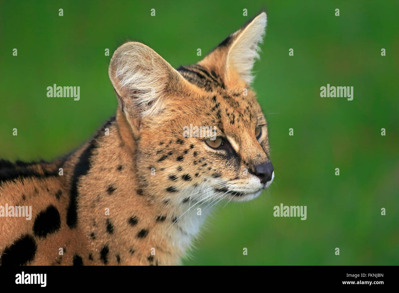 Serval, Western Cape, Südafrika, Afrika / (Felis Serval) Stockfoto