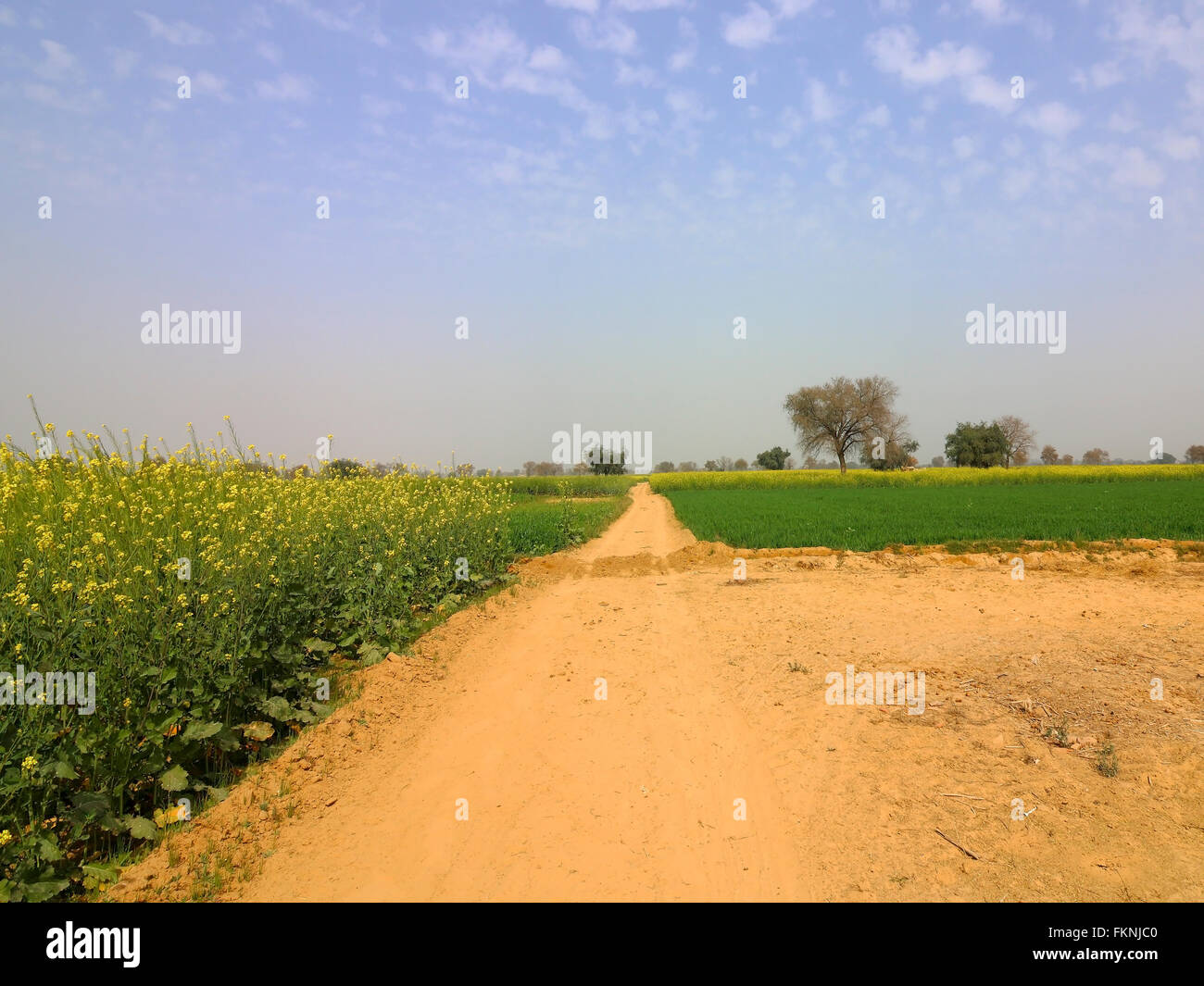 Senf und Weizen ernten in den sandigen Böden der ländlichen Abohar in Ferozepur Bezirk von Rajasthan im Norden Indiens. Stockfoto