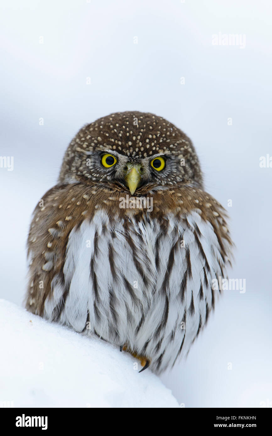 Nördlichen Pygmäen-Eule (Glaucidium Gnoma), Western Montana Stockfoto