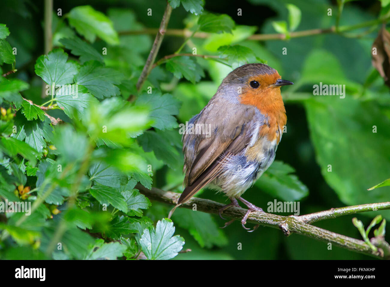 Robin Redbreat in einem englischen Landhaus-Garten Stockfoto