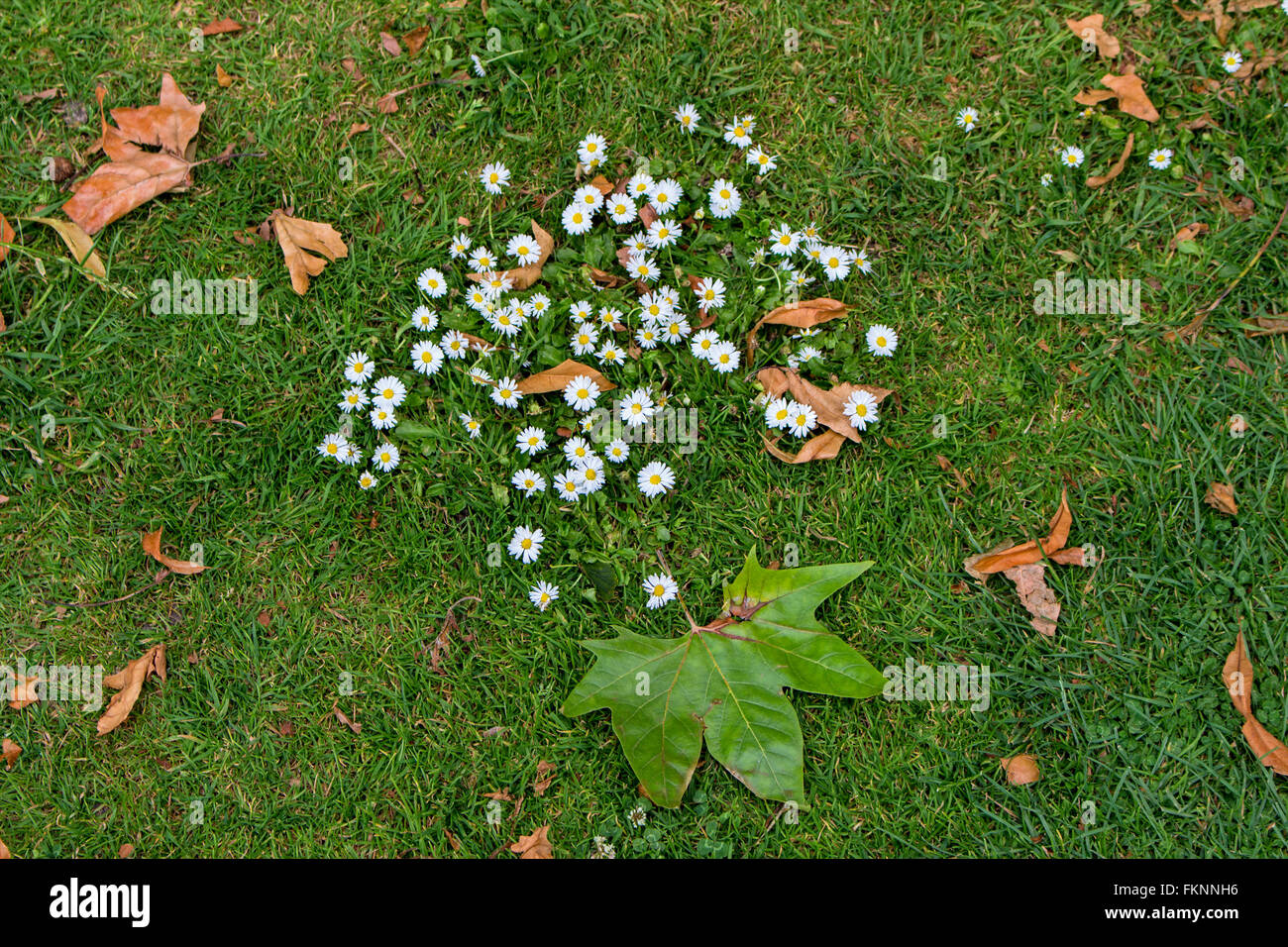 Herbst-Szene. Gänseblümchen und Laub auf dem Rasen in einem englischen Landhaus Garten UK Stockfoto