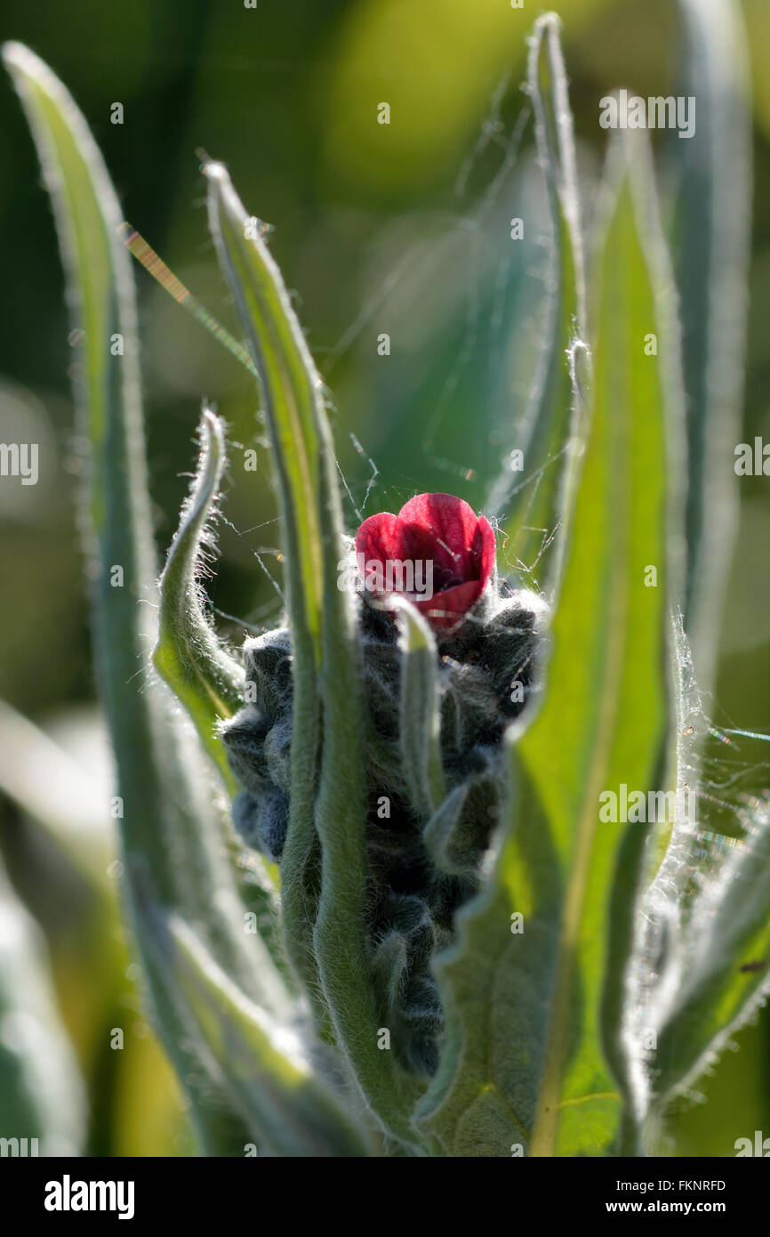 Hound's-Tongue (Cynoglossum Officinale). Eine Pflanze in der Familie glaubte, Boraginaceae, mit roter Blume, zum Schutz gegen Hunde Stockfoto