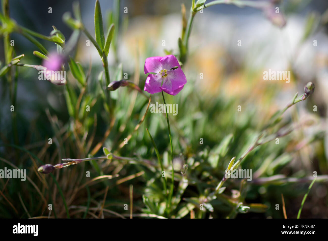 Cheddar Rosa (Dianthus Gratianopolitanus). Eine zarte Blume eine sehr seltene Pflanze in der Familie Caryophyllaceae Stockfoto