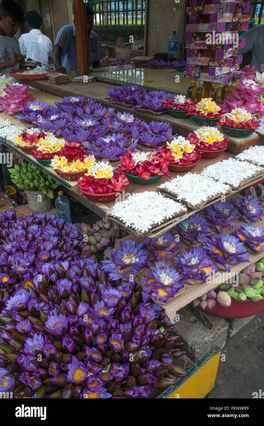 Floral-Angebote für den Verkauf in der Nähe der Tempel des Zahns, Kandy, Sri Lanka Stockfoto