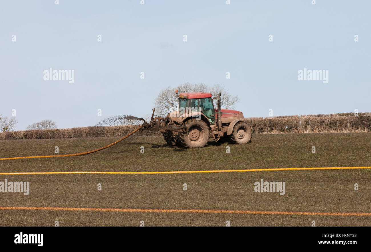 Traktor setzen, Spritzen von Gülle, Mist verbreiten auf dem Feld in der Nähe von Nationalen Botanischen Garten, Carmarthenshire, Wales, Großbritannien, Dünger, Verbreitung, Großbritannien, Stockfoto