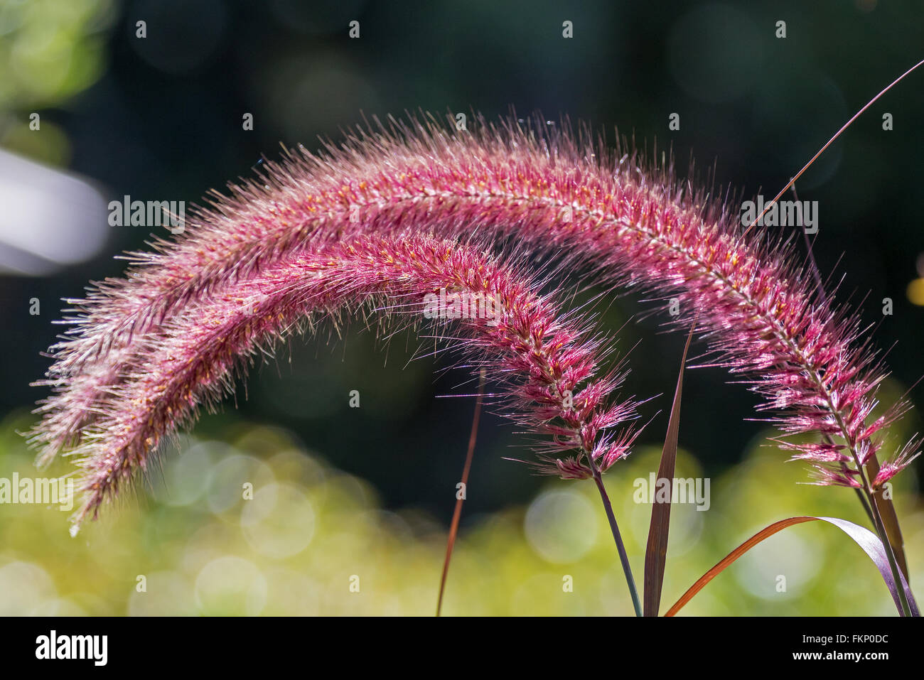 rote farbige Gräser mit roten Samen Kopf / Blume in der Sonne, fotografiert in Brisbane Botanic Gardens, Queensland, Australien Stockfoto