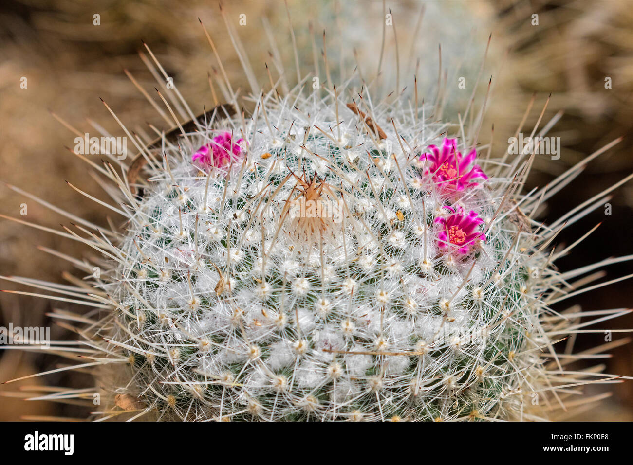 Pflanzen / Blumen fotografiert in Brisbane Botanic Gardens, Queensland, Australien Stockfoto