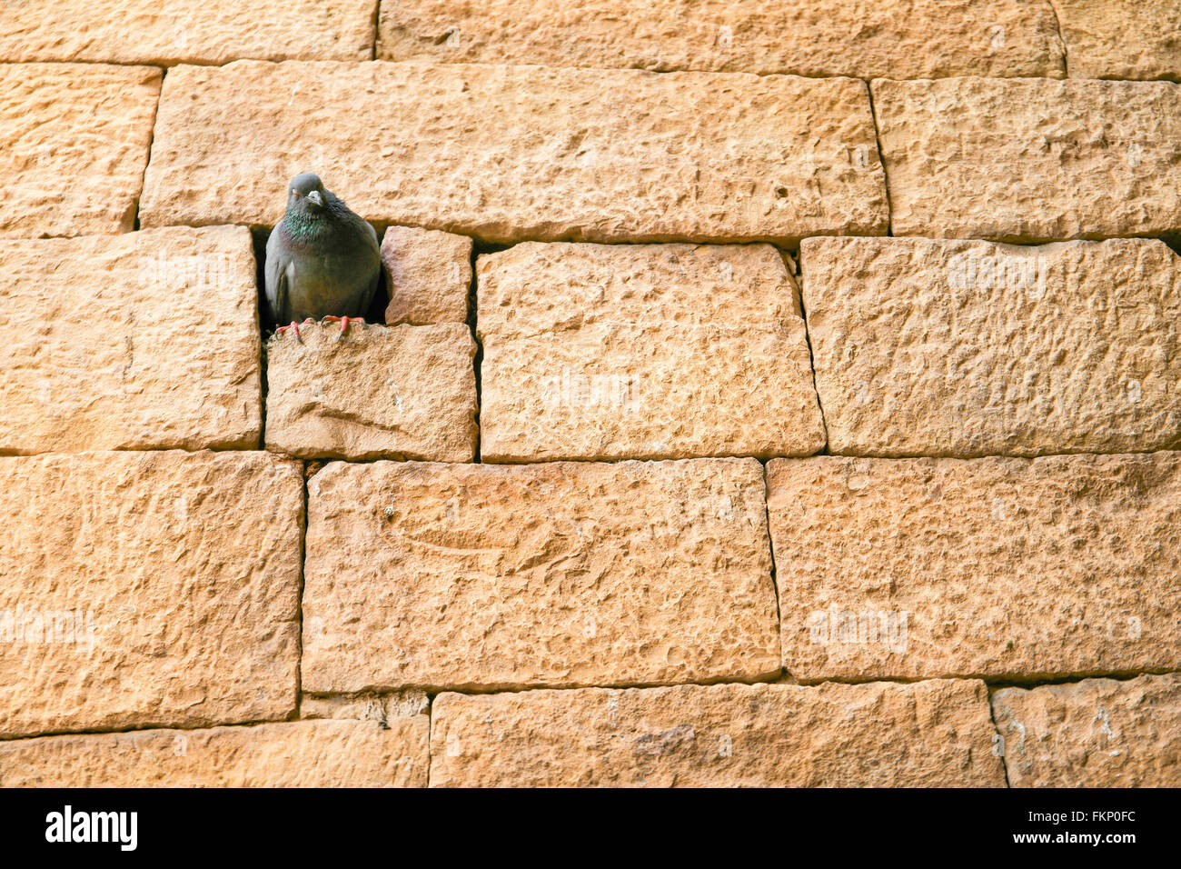 Klassische Wand und der Vogel im Fort von Jaisalmer, Indien. Stockfoto