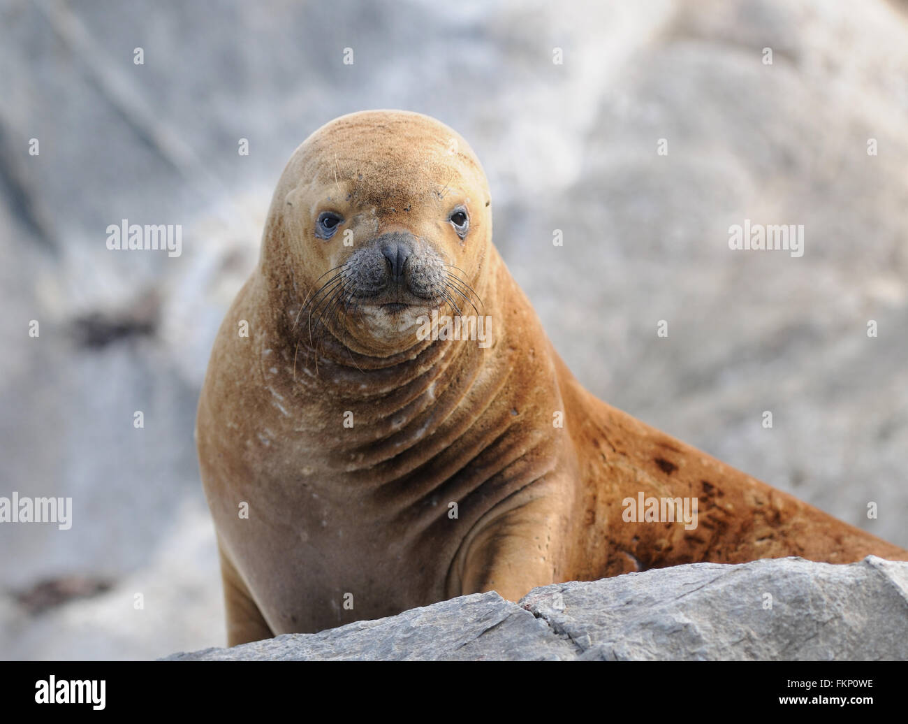 Südamerikanischer Seelöwe (Otaria Flavescens) auf einer Felseninsel im Beagle-Kanal. Ushuaia, Argentinien. Stockfoto