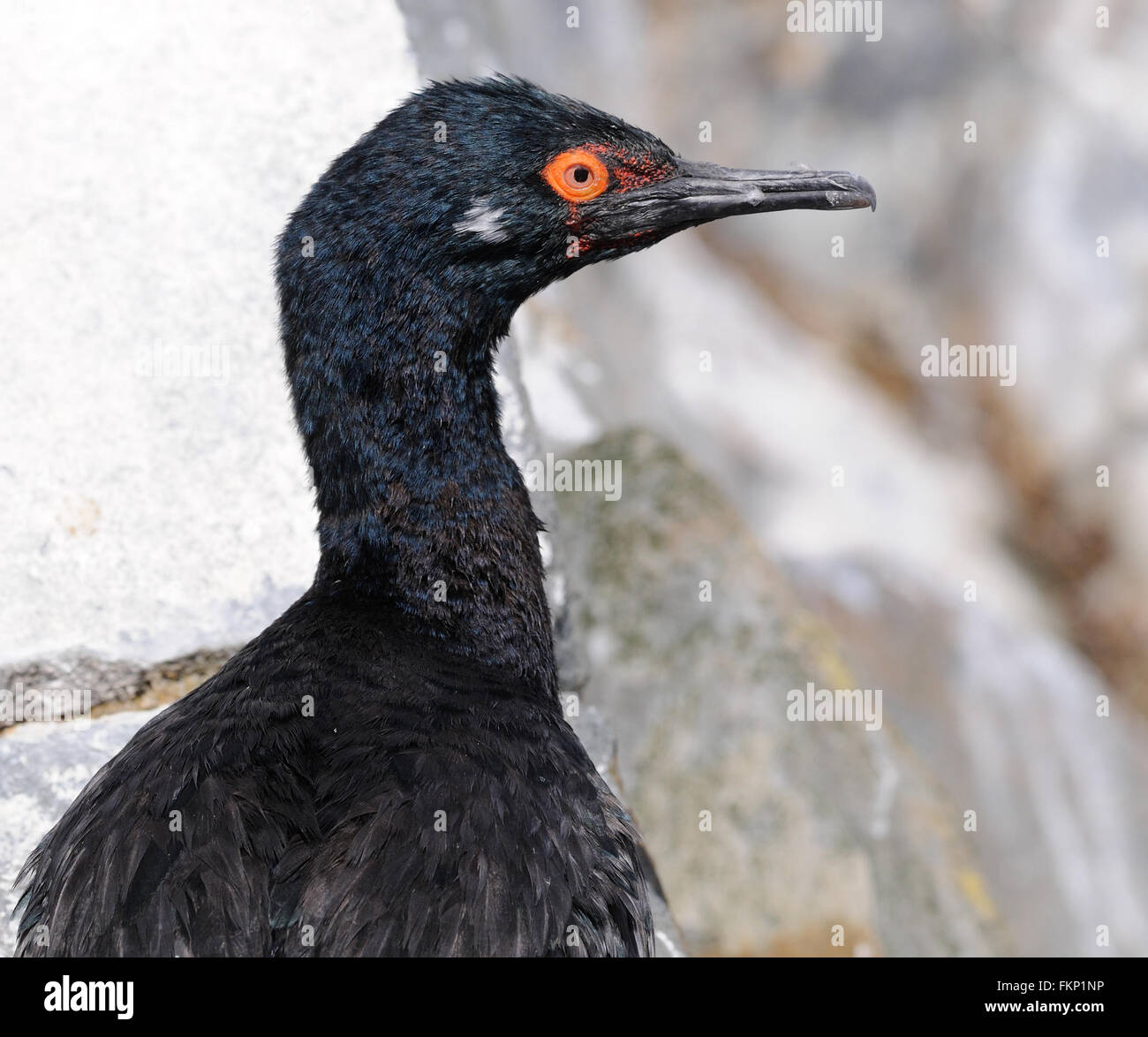 Ein Rock-Shag (Phalacrocorax Magellanicus) in seinem Nest in Felsvorsprüngen in den Beagle-Kanal. Ushuaia, Argentinien. Stockfoto