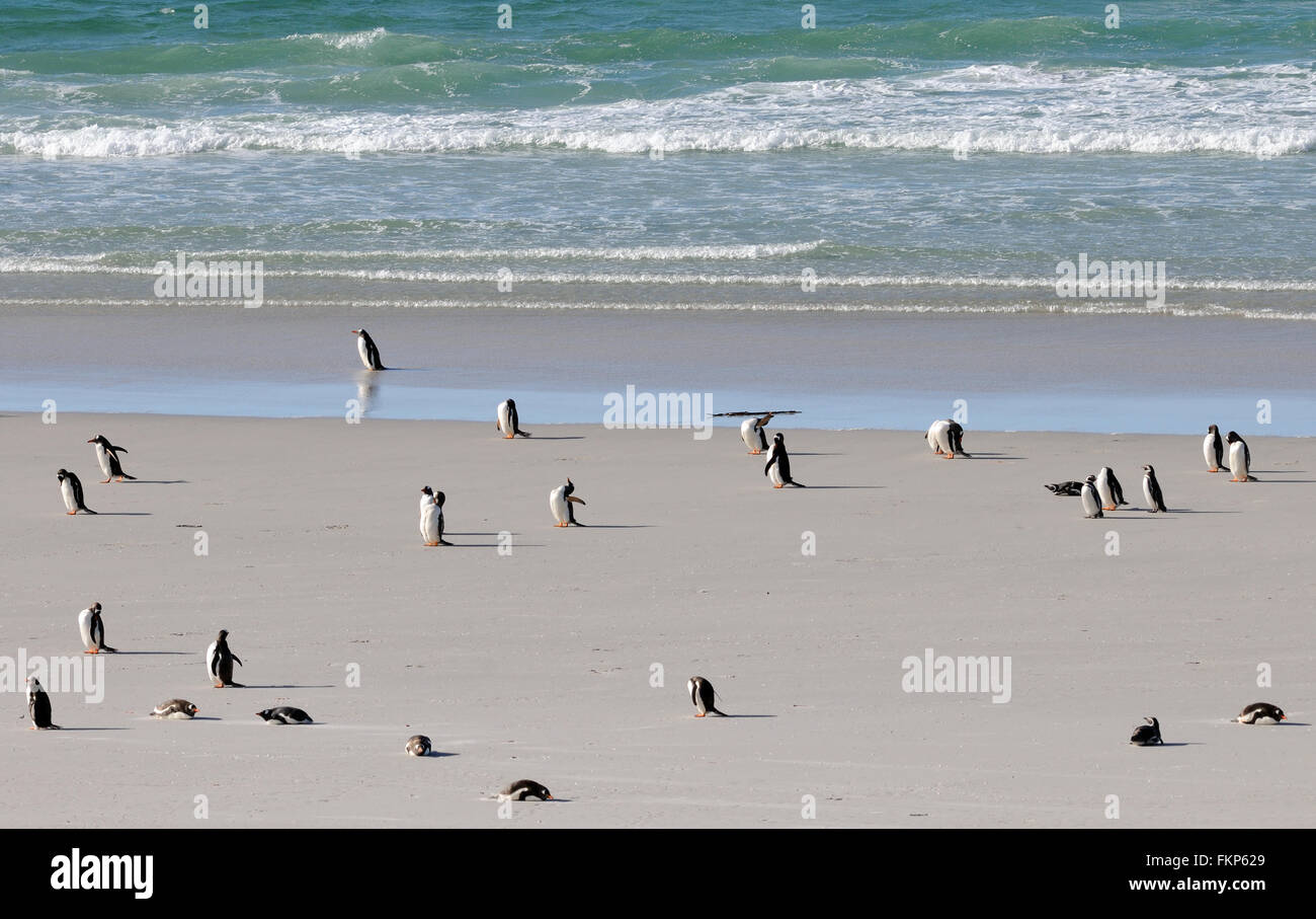 Long-tailed Gentoo Penguins (Pygoscelis Papua) und Megellanic-Pinguine (Spheniscus Magellanicus) am Strand Stockfoto