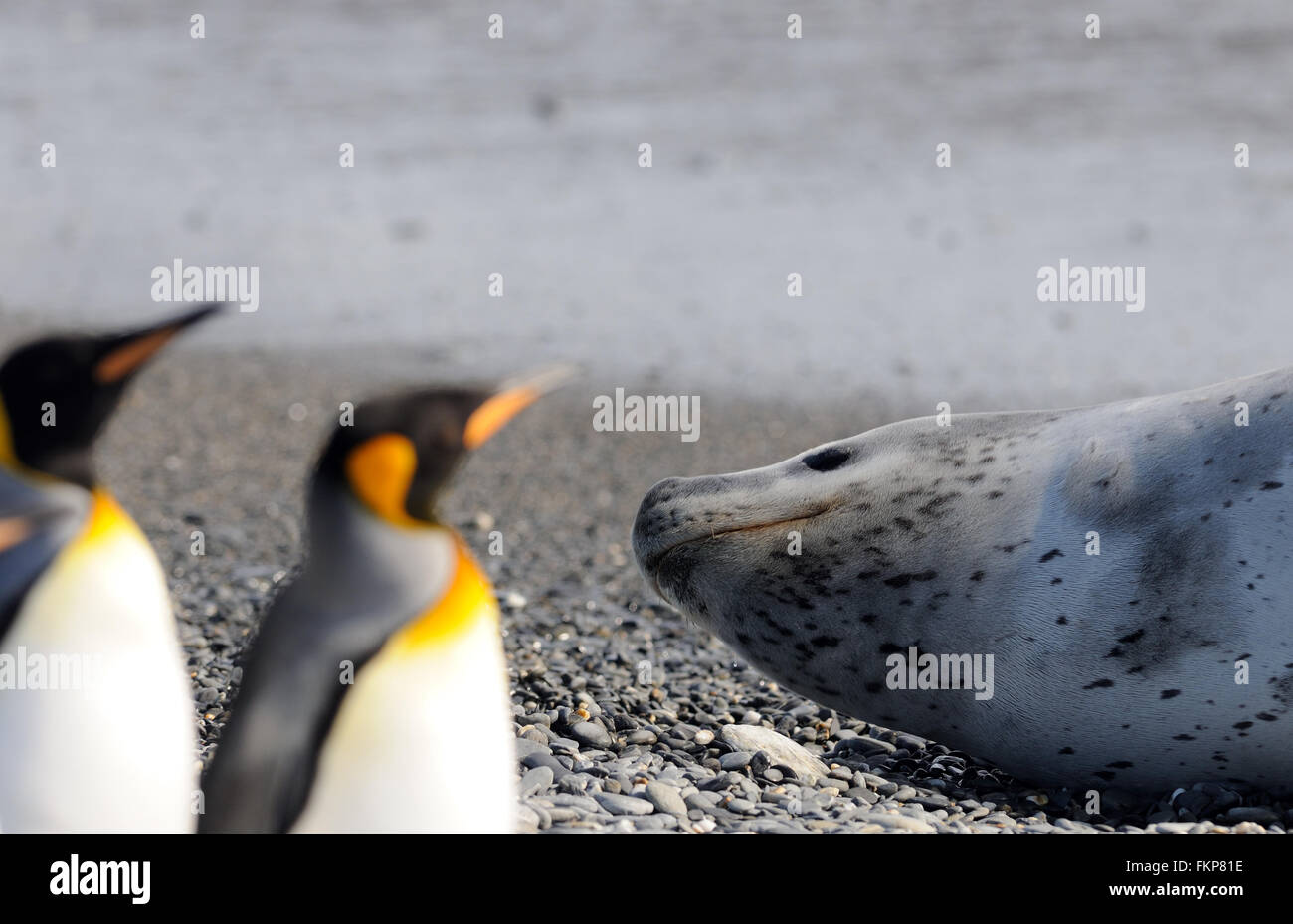 Ein Seeleopard (Hydrurga Leptonyx) und König Penguins (Aptenodytes Patagonicus) am Strand in der Nähe von ihre Verschachtelung Kolonie. Stockfoto
