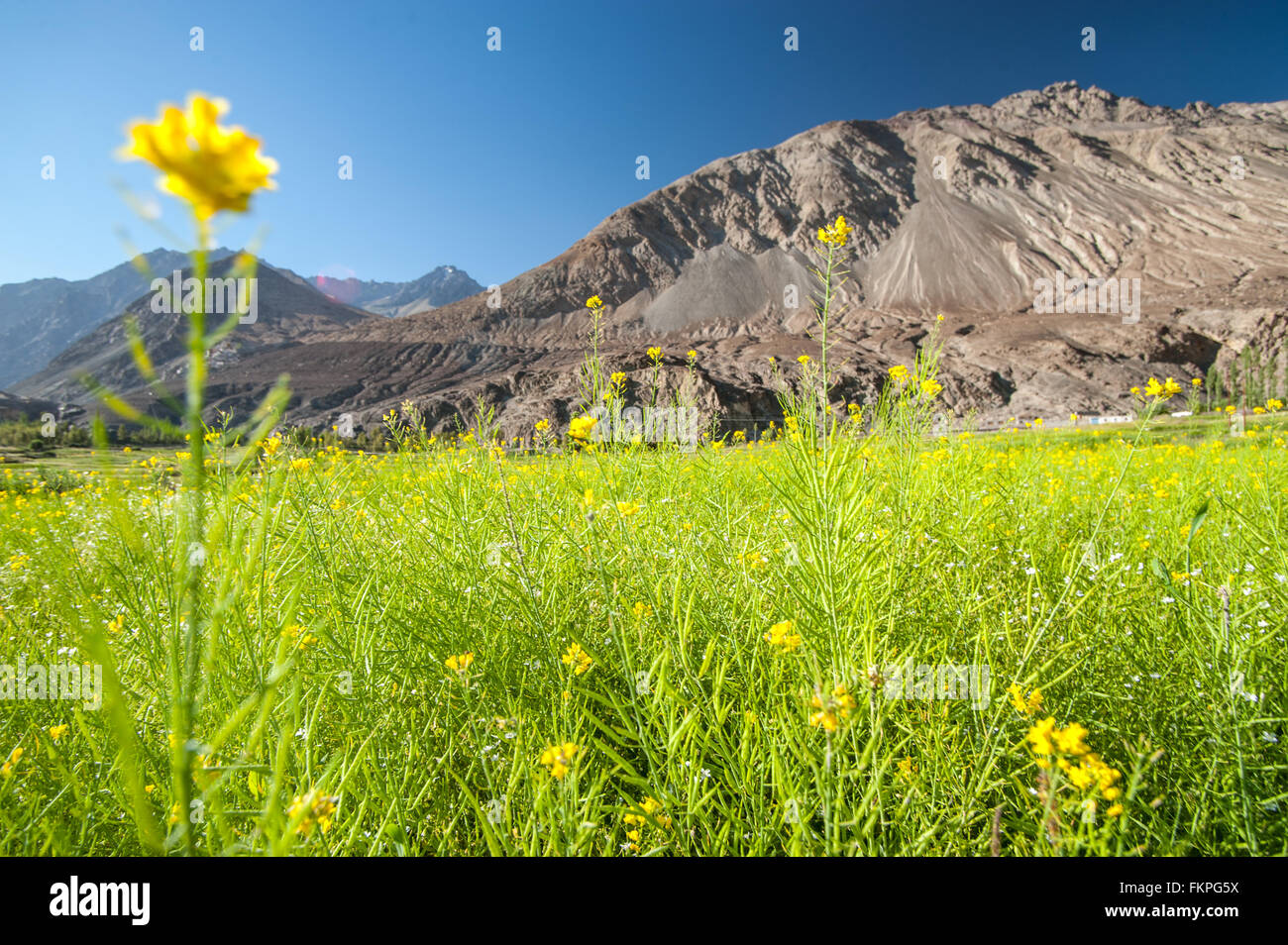 Nubra Valley in Ladakh, Indien Stockfoto