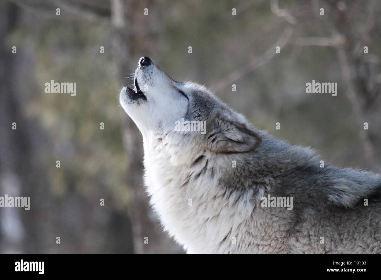 Heulende Wölfe Stockfoto