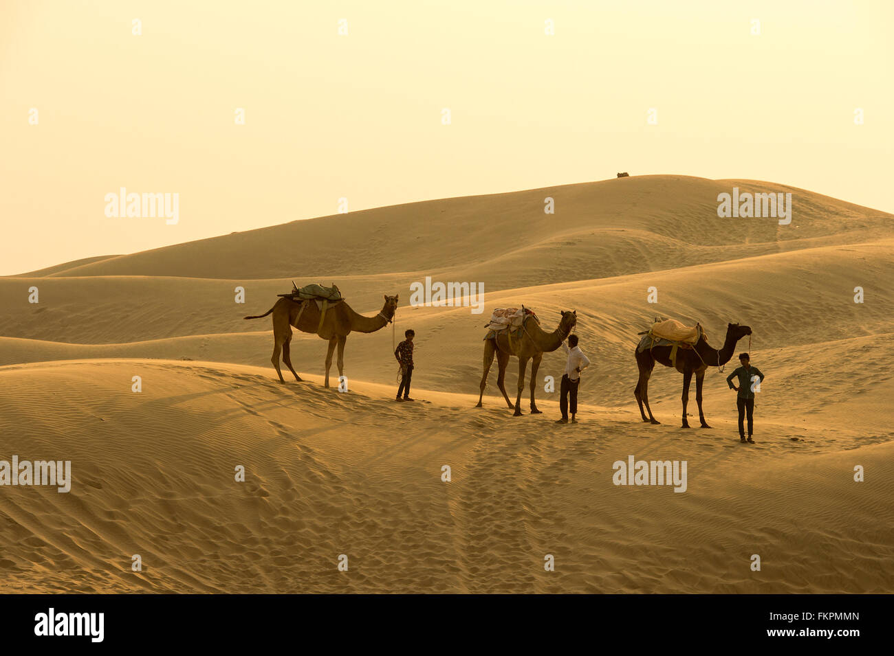 Kamel junge während des Sonnenuntergangs in der Thar-Wüste durchqueren. Thar-Wüste befindet sich in Jaisalmer, Rajasthan Stockfoto